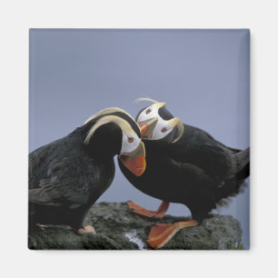 Aimant NA, États-Unis, Alaska, mer de Béring, Pribilofs. 