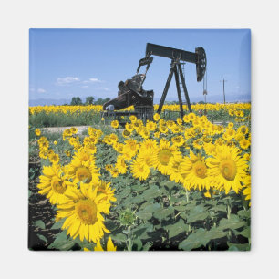 Aimant Na, États-Unis, Colorado, Tournesols, Derrick de p