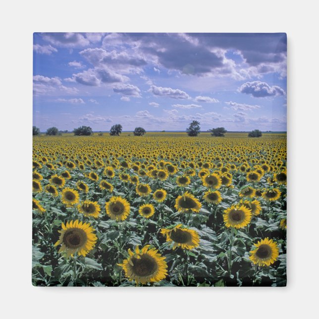 Aimant NA, États-Unis, Kansas, culture du tournesol (Devant)
