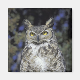 Aimant NA, États-Unis, Nouveau-Mexique, Wildlife West Nat
