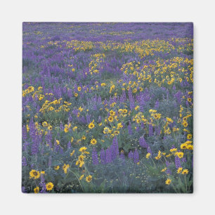 Aimant NA, États-Unis, Washington Dalles, Lupin et