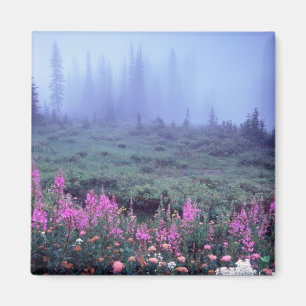 Aimant NA, États-Unis, Washington, Foggy Alpine Meadow, 