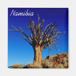 Aimant Namibie Tirool Namib Désert Paysage Kokerboom