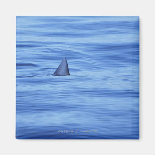 Aimant Natation de requin dans l'eau d'océan