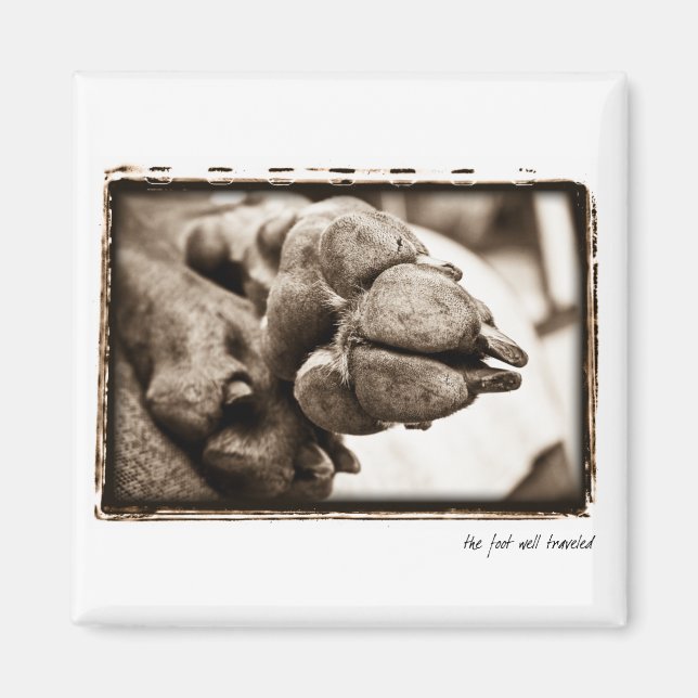 Aimant Nation Weimaraner : " Le pied bien parcouru" (Devant)
