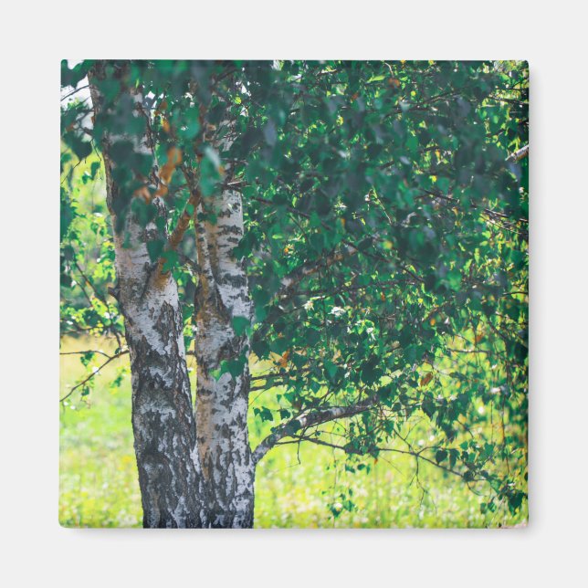 Aimant Nature Paysage Paysage Paysage Boisier (Devant)