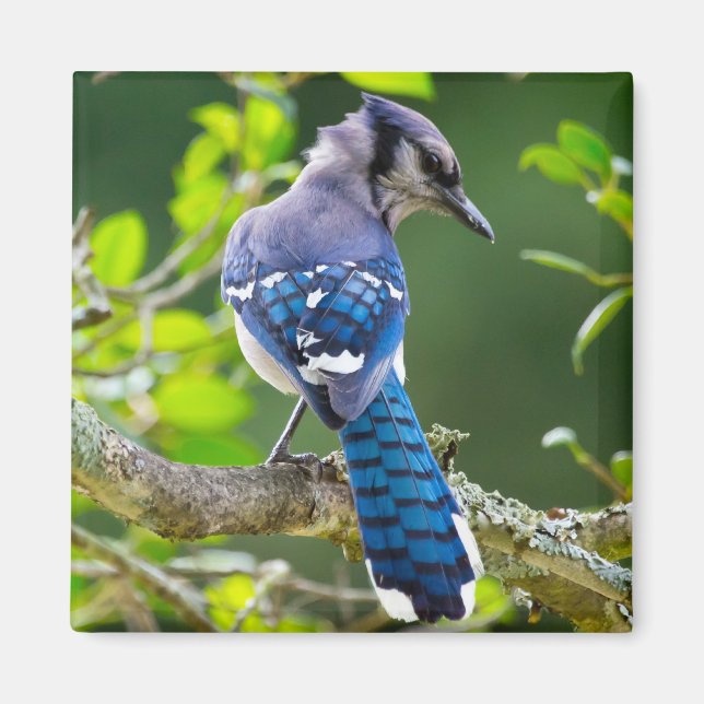 Aimant Nature Photographie Shy Blue Jay Vêtements Cadeaux (Devant)