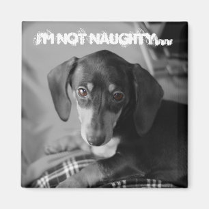 Aimant Naughty weiner dog
