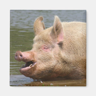 Aimant Ne mangez pas cela ! ! !