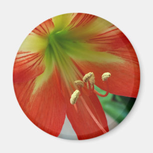 Aimant nénuphar