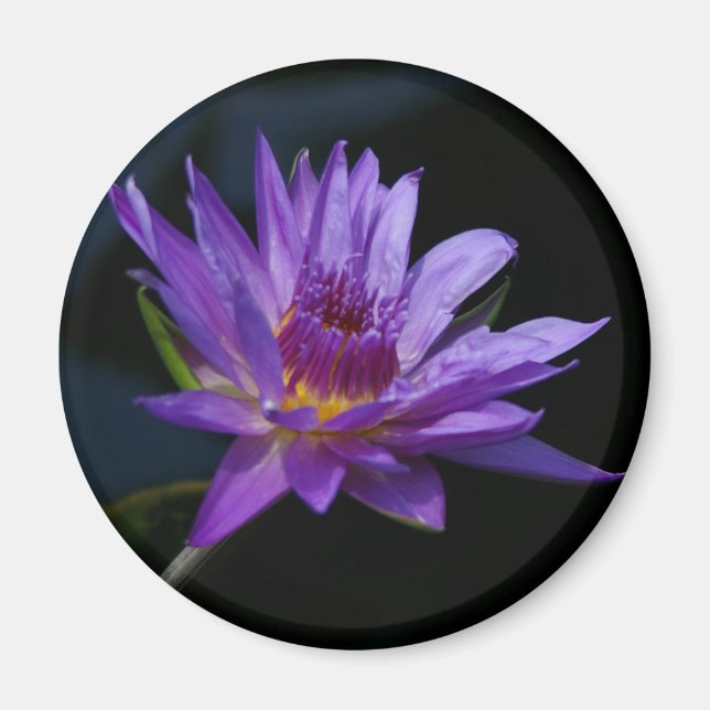 Aimant Nénuphar Lotus (Devant)