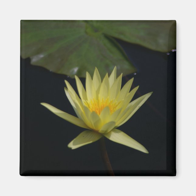 Aimant Nénuphar Lotus jaune (Devant)