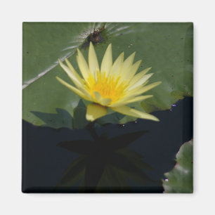 Aimant Nénuphar Lotus jaune