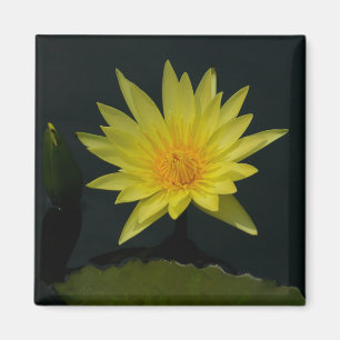 Aimant Nénuphar Lotus jaune