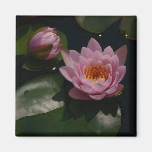 Aimant Nénuphar rose