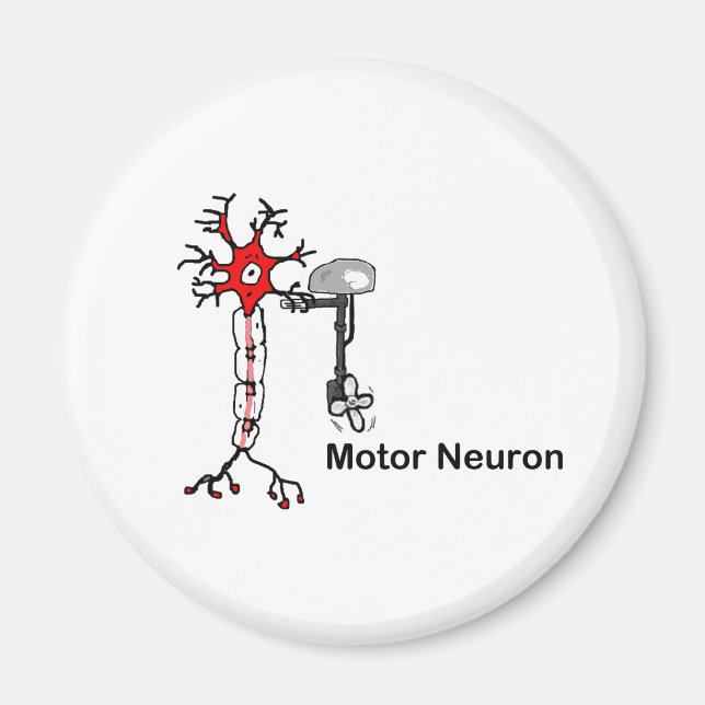 Aimant Neuron moteur (Devant)