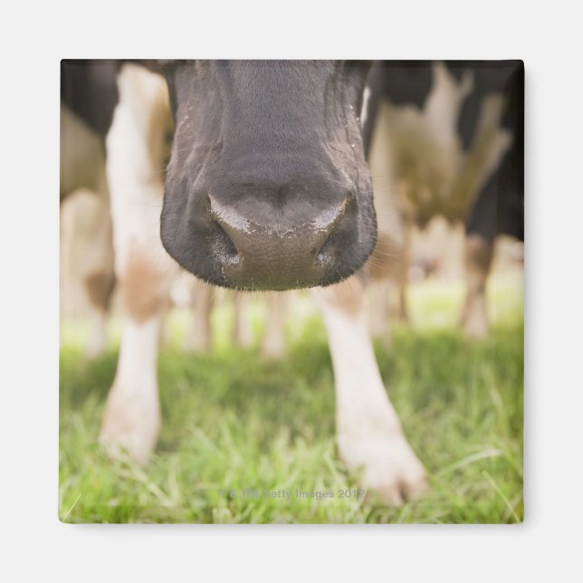 Aimant Nez de vache (Devant)