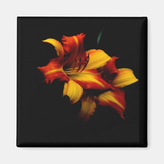 Aimant Night Lily... (Devant)