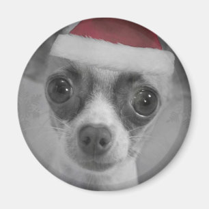Aimant Noël Funny Chihuahua Chiuppy avec Santa Hat