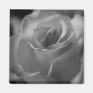Aimant noir et blanc de rose