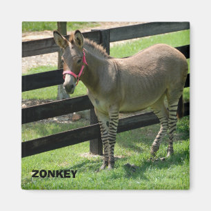 Aimant Nom de Zonkey pour l'âne et le zèbre de partie
