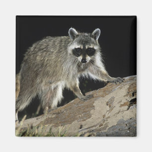 Aimant Northern Raccoon, lotor de Procyon