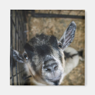 Aimant Nosy Goat En Regard