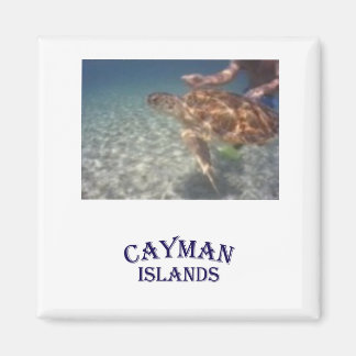 Aimant Nourrir une tortue