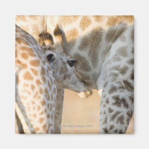 Aimant Nourrisson de veau de girafe (camelopardalis de