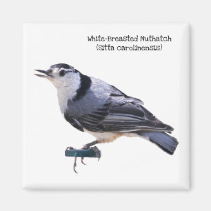 Aimant Nuthatch à poitrine blanche
