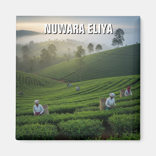 Aimant Nuwara Eliya Tea Plantation Sri Lanka (Devant)