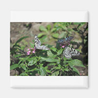 Nymphe de l'arbre généalogique libre, papillons de