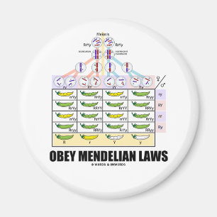 Aimant Obey Mendelian Laws (Dihybride Cross Peas)