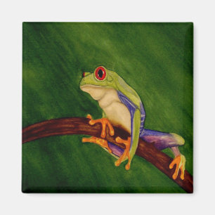 Aimant observé par rouge de grenouille d'arbre