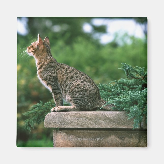 Aimant Ocicat 2 (Devant)