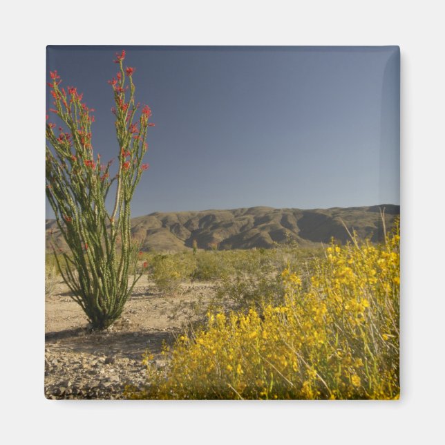 Aimant Ocotillo et senné du désert (Devant)