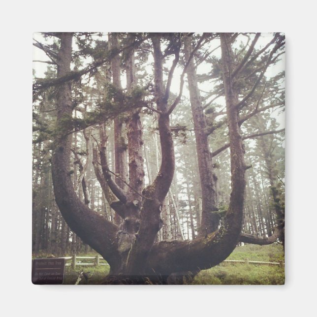 Aimant Octopus Tree, Cape Meares, Oregon (Devant)
