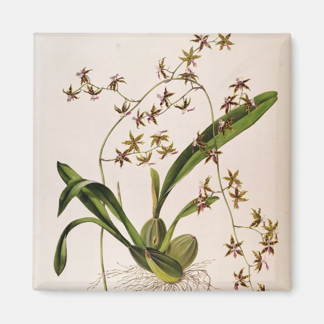 Aimant Odontoglossum Hastatum (Devant)