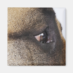 Aimant Oeil de great dane