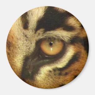 Aimant Oeil de Tigre du Bengale Faune Big Cat Lover Photo