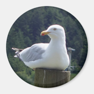 Aimant Œuvre d'art de Goéland au repos sur la côte Photo