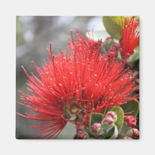 Aimant Ohia Lehua