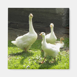 Aimant Oie ukrainienne