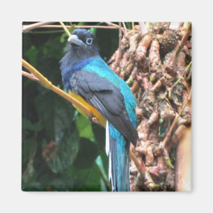 Aimant Oiseau bleu long à queue