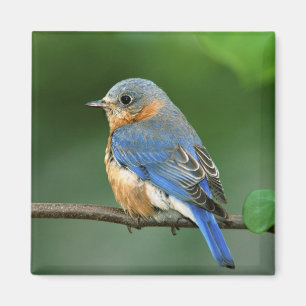 Aimant Oiseau bleu oriental femelle, sialis de Sialia