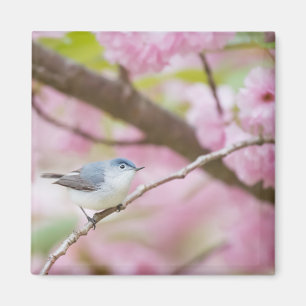 Aimant Oiseau dans l'arbre à fleurs roses