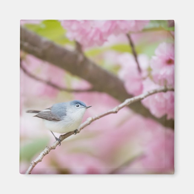 Aimant Oiseau dans l'arbre à fleurs roses (Devant)