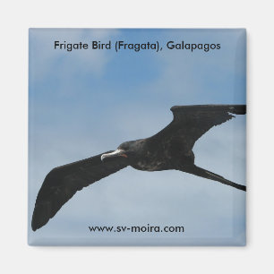 Aimant Oiseau de frégate (Fragata), îles de Galapagos 3