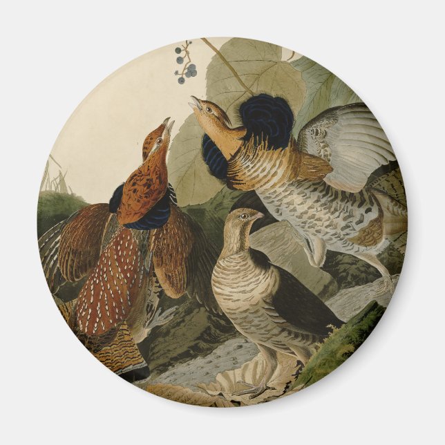 Aimant Oiseau de gibier Audubon (Devant)