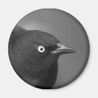 Aimant Oiseau de Hitchcock